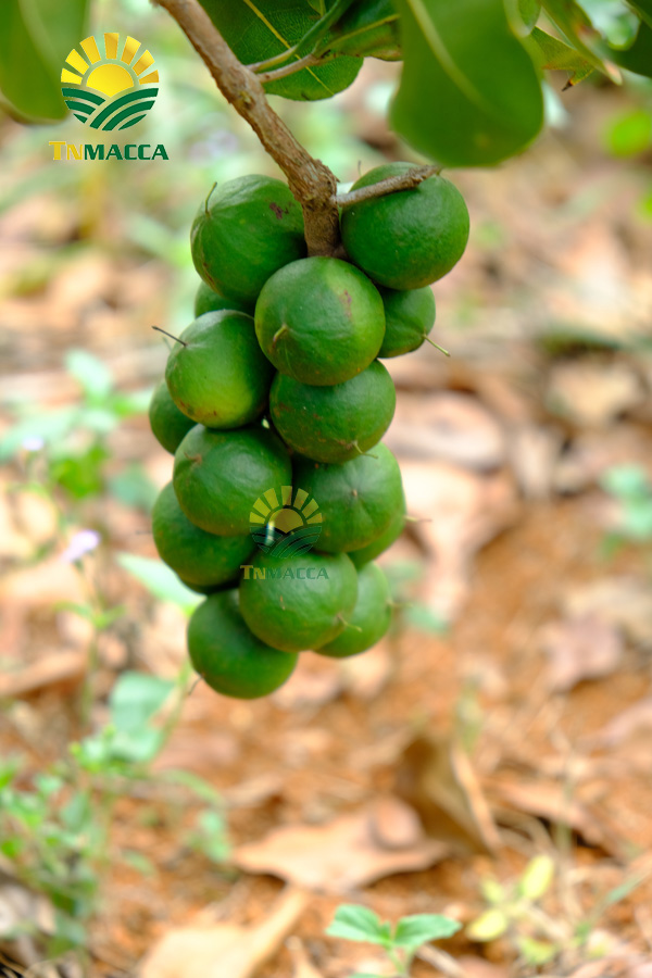 21.3-cach-lam-sua-hat-macca-ket-hop-voi-hat-oc-cho-dau-den-yen-mach