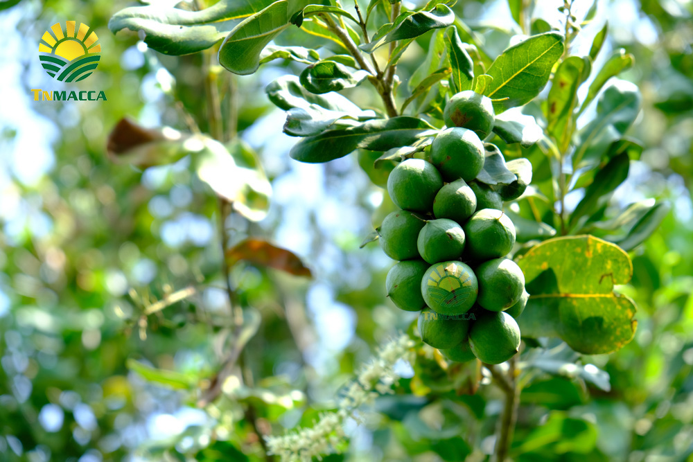 21.mua-hat-macca-daklak-uc-o-dau-uy-tin-tphcm-sai-gon-va-ha-noi