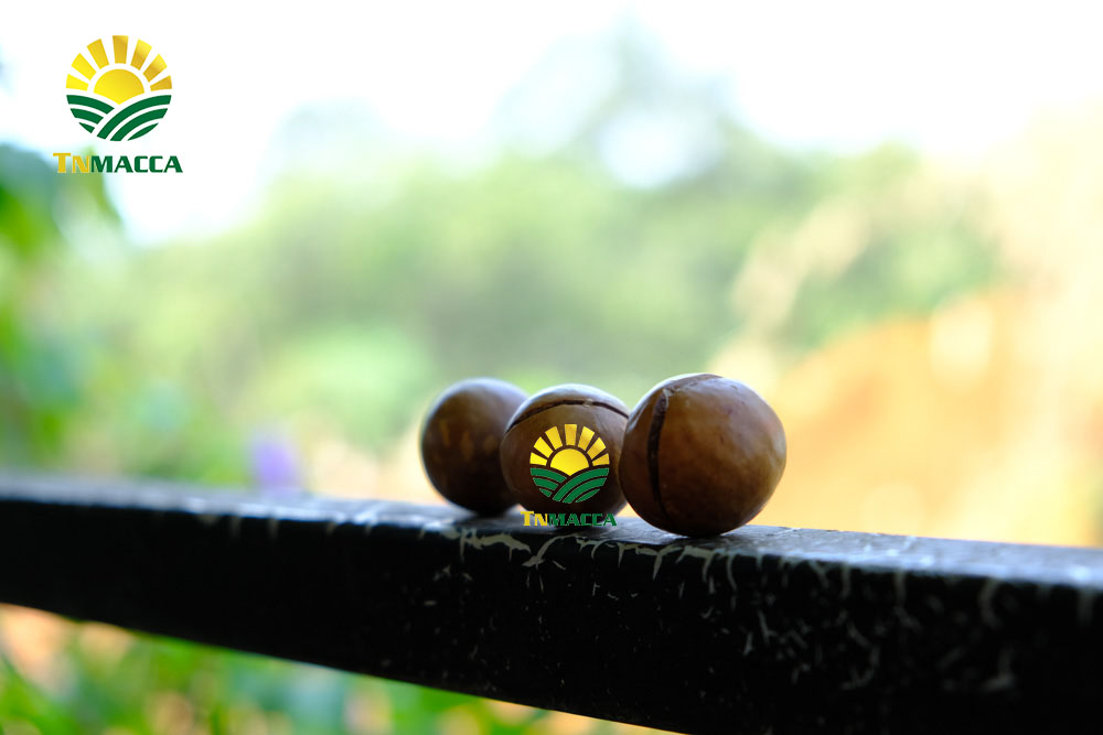 2.Cách SỬ DỤNG HẠT MACCA và ăn bao nhiêu , khi nào là đủ để GIẢM CÂN