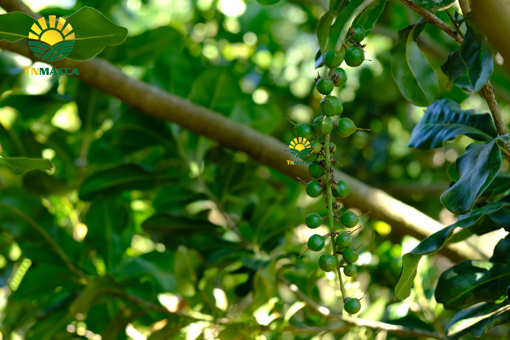 2.cach-rang-say-hat-macca-nguyen-vo-bang-chao-lo-nuong-va-lo-vi-song