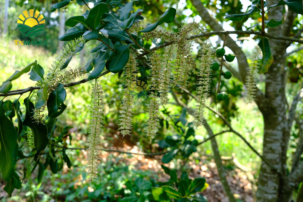 2.cach-tach-hat-macca-2-cach-tach-vo-hat-macca-tuoi-va-macca-say