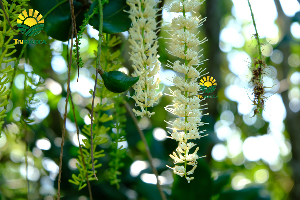 1.hạt macca tươi