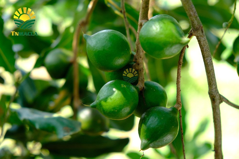 2.hat-macca-trung-quoc-5-cach-de-nhan-biet-macca-trung-quoc