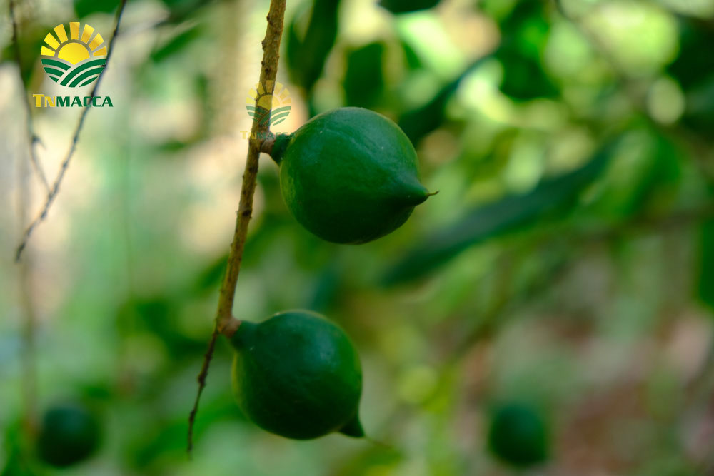 3.4-tac-dung-cua-hat-macca-voi-ba-bau-cach-su-dung-an-de-tot-nhat