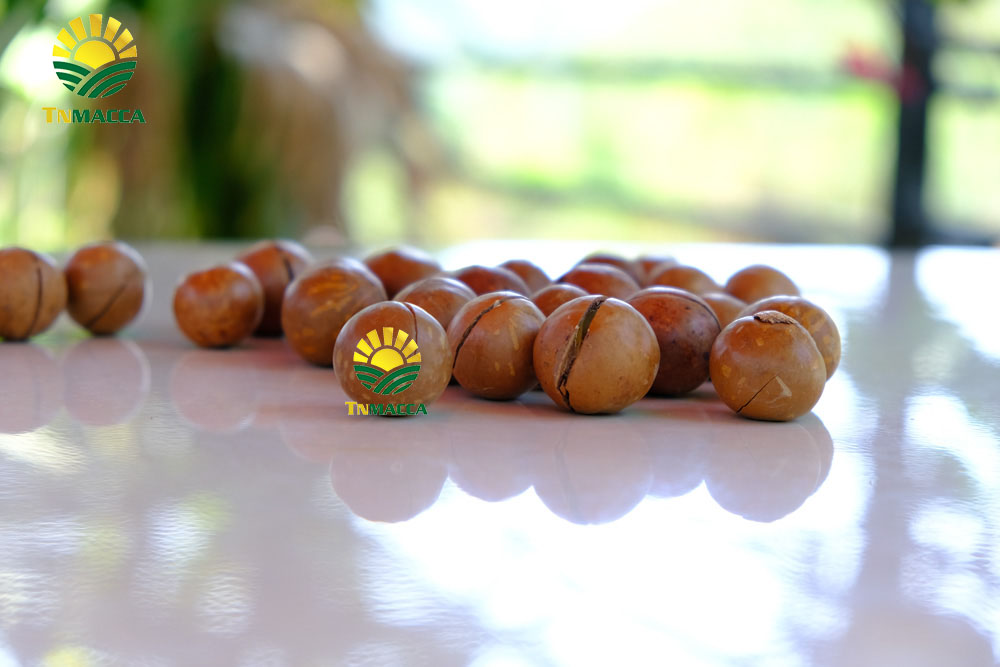 3.Cách SỬ DỤNG HẠT MACCA và ăn bao nhiêu , khi nào là đủ để GIẢM CÂN