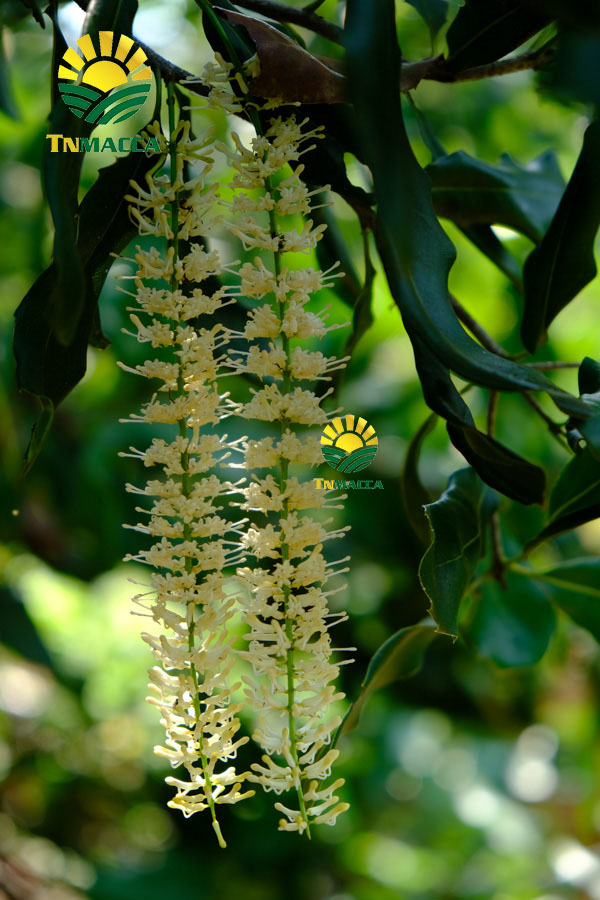 3.cach-che-bien-nau-chao-hat-macca-thom-ngon-nhat-cho-be-an-dam