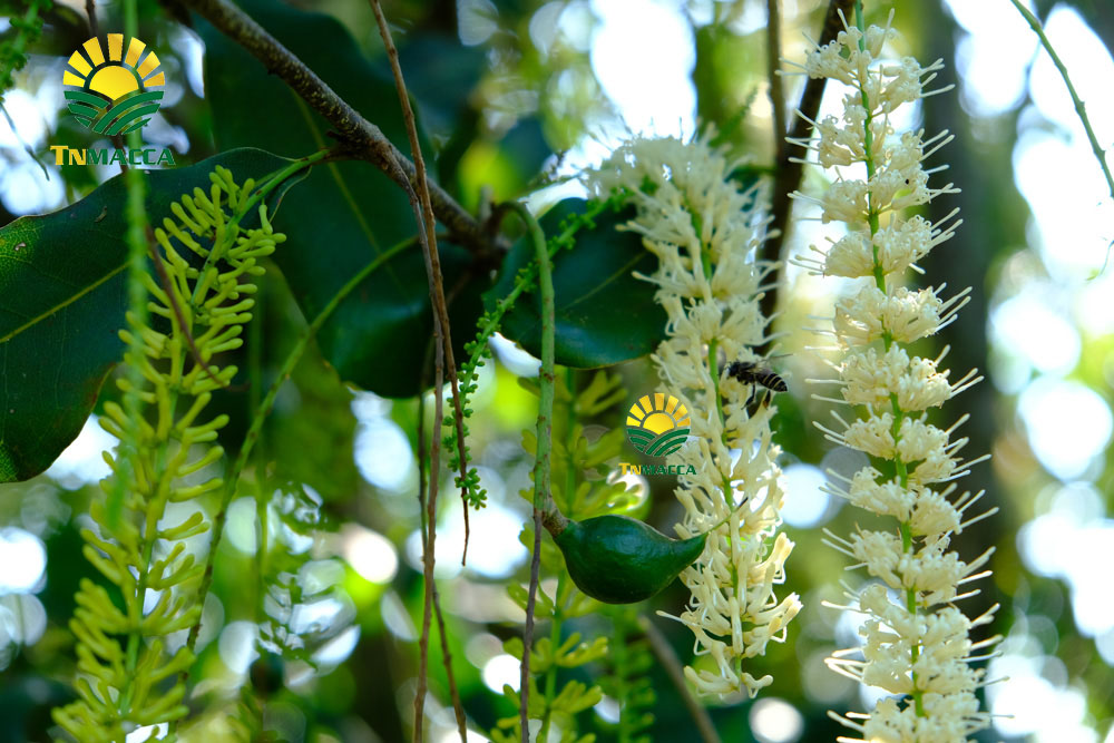 1.hạt macca tươi