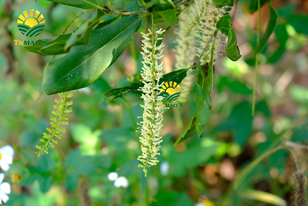 3.hat-macca-daklak-5-san-pham-hot-duoc-che-bien-tu-hat-macca-daklak