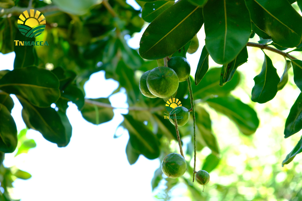 3.hat-macca-viet-nam-6-yeu-to-tao-nen-chat-luong-hat-mac-ca-viet