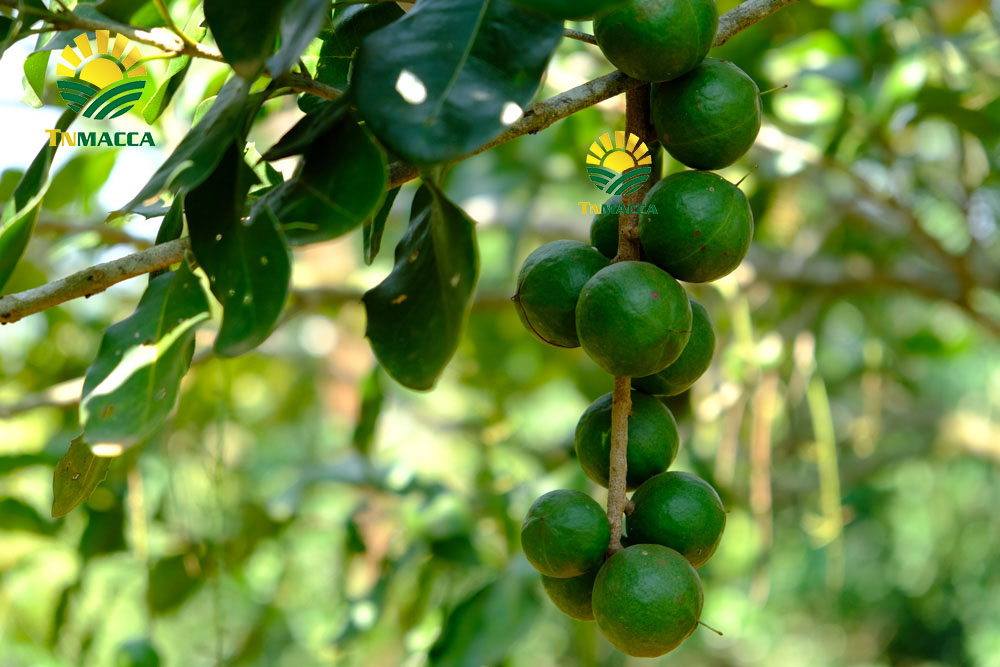 4.2-cach-che-bien-lam-tach-nut-san-vo-hat-macca-tuoi-da-boc-vo-xanh