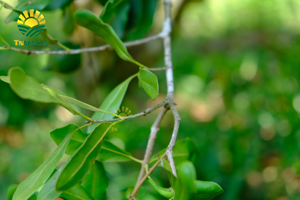 4.4-tac-dung-cua-hat-macca-voi-ba-bau-cach-su-dung-an-de-tot-nhat