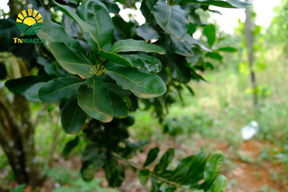 4.cach-tach-hat-macca-2-cach-tach-vo-hat-macca-tuoi-va-macca-say