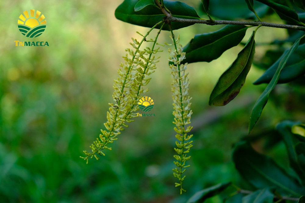 4.gia-hat-macca-4-cach-chon-san-pham-hat-macca-chat-luong-gia-tot