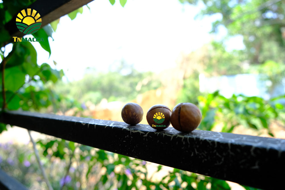 4.hạt macca tươi