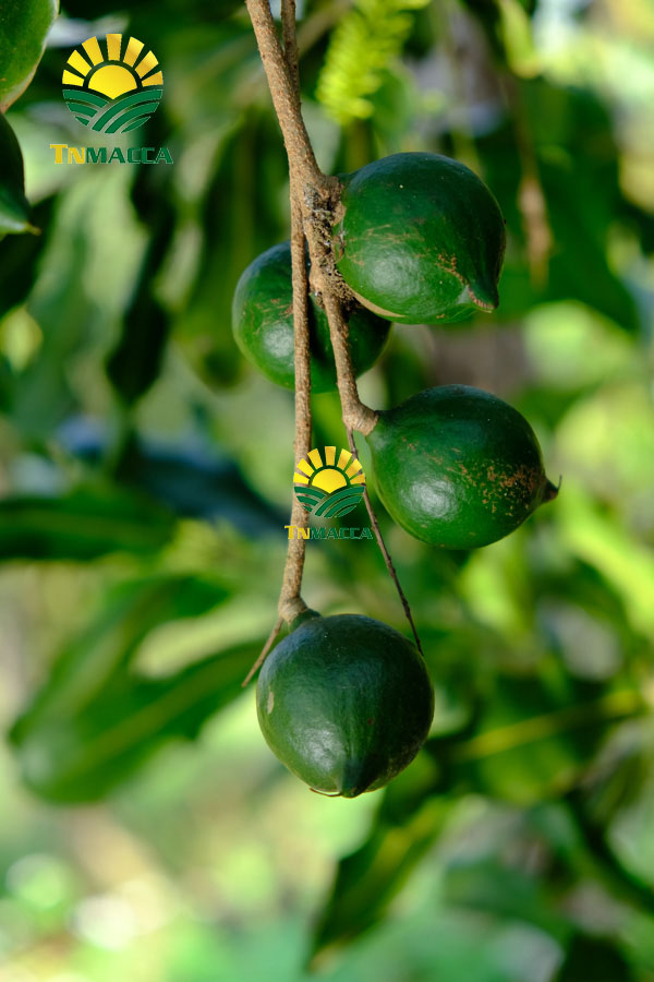 4.hat-macca-daklak-5-san-pham-hot-duoc-che-bien-tu-hat-macca-daklak