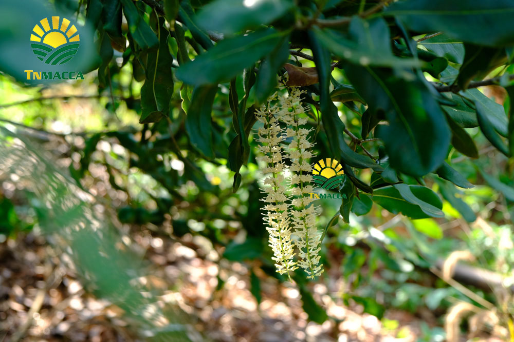 4.hat-macca-uc-dac-diem-uu-diem-va-han-che-cua-macca-uc