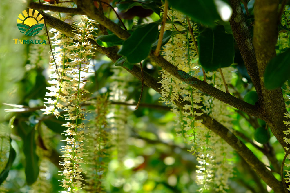 4.hat-macca-uc-mourad-s-500g-va-hat-macca-my-tach-vo-gia-bao-nhieu