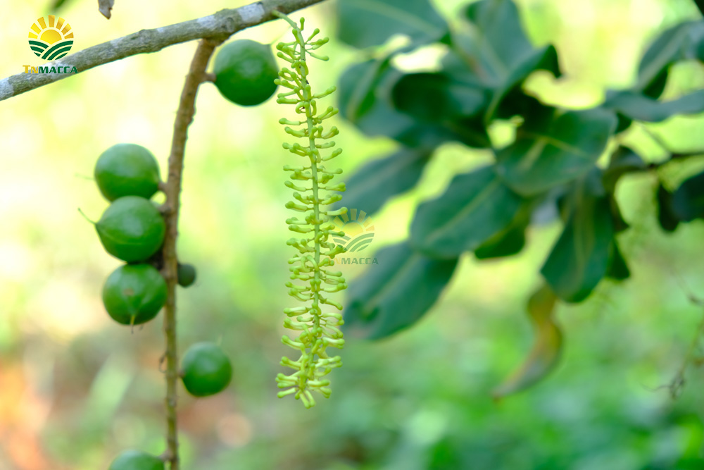 4.mua-hat-macca-daklak-uc-o-dau-uy-tin-tphcm-sai-gon-va-ha-noi