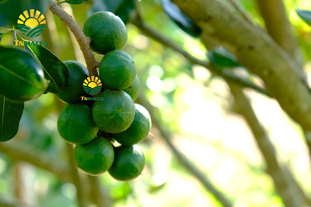 4.tac-dung-cua-hat-macca-4-tac-dung-chinh-cho-moi-lua-tuoi