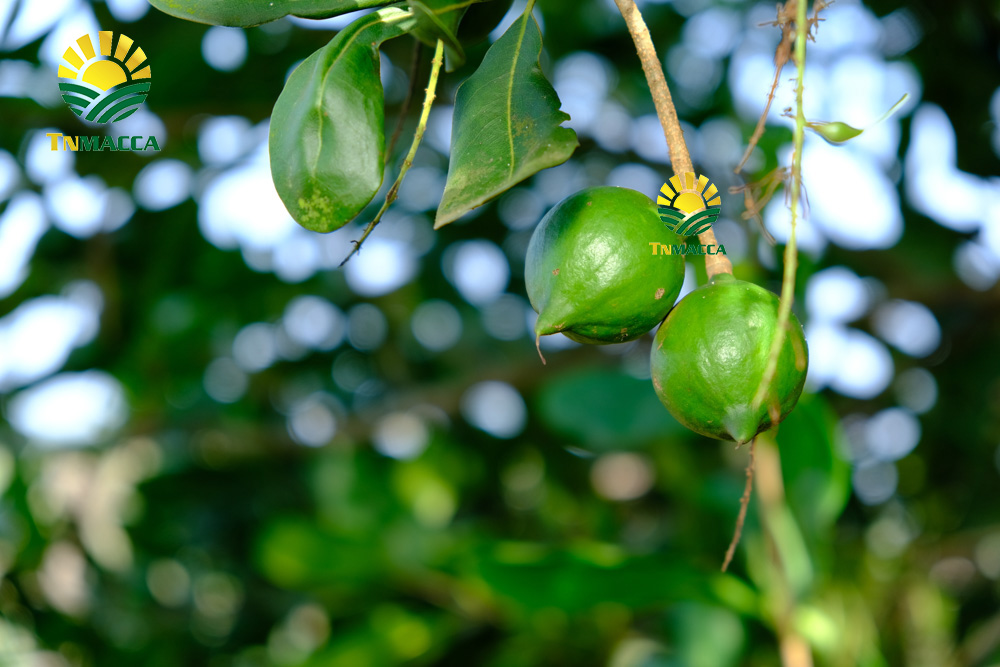 5.cach-che-bien-nau-chao-hat-macca-thom-ngon-nhat-cho-be-an-dam