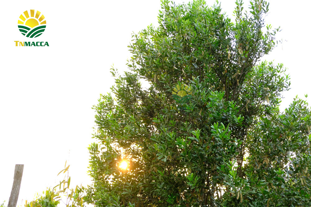 5.hat-macadamia-uc-nu-hoang-la-gi-va-co-tac-dung-gi-gia-bao-nhieu