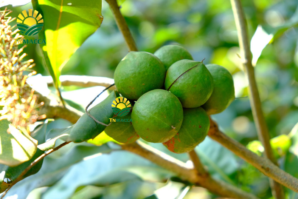 5.hat-macca-daklak-5-san-pham-hot-duoc-che-bien-tu-hat-macca-daklak