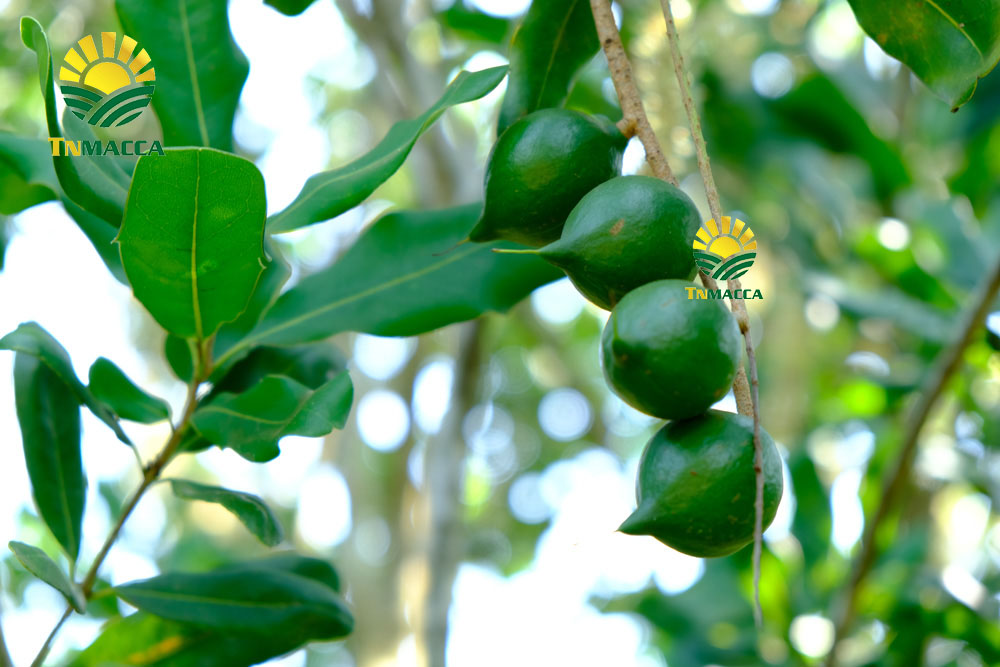 5.hat-macca-uc-dac-diem-uu-diem-va-han-che-cua-macca-uc