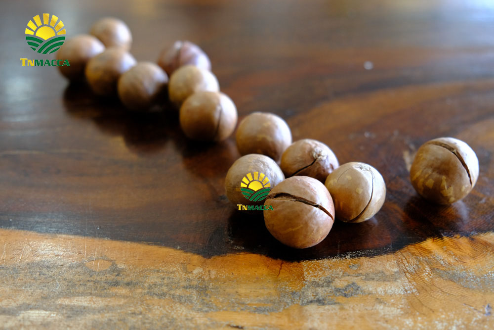 6.Cách SỬ DỤNG HẠT MACCA và ăn bao nhiêu , khi nào là đủ để GIẢM CÂN