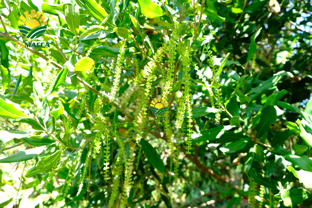 7.Cách SỬ DỤNG HẠT MACCA và ăn bao nhiêu , khi nào là đủ để GIẢM CÂN