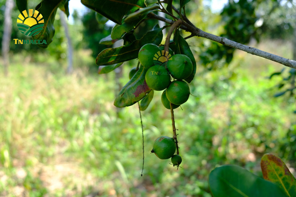 7.cach-tach-hat-macca-2-cach-tach-vo-hat-macca-tuoi-va-macca-say