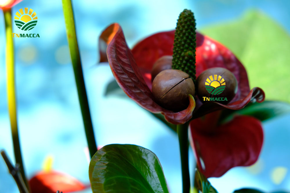 7.hạt macca tươi