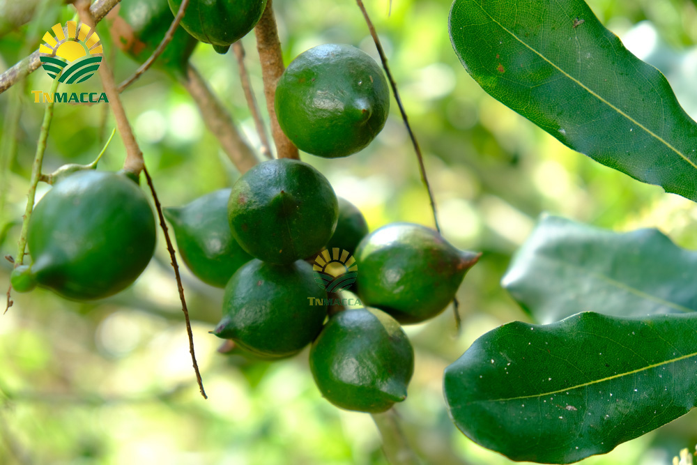 7.hat-macadamia-uc-nu-hoang-la-gi-va-co-tac-dung-gi-gia-bao-nhieu