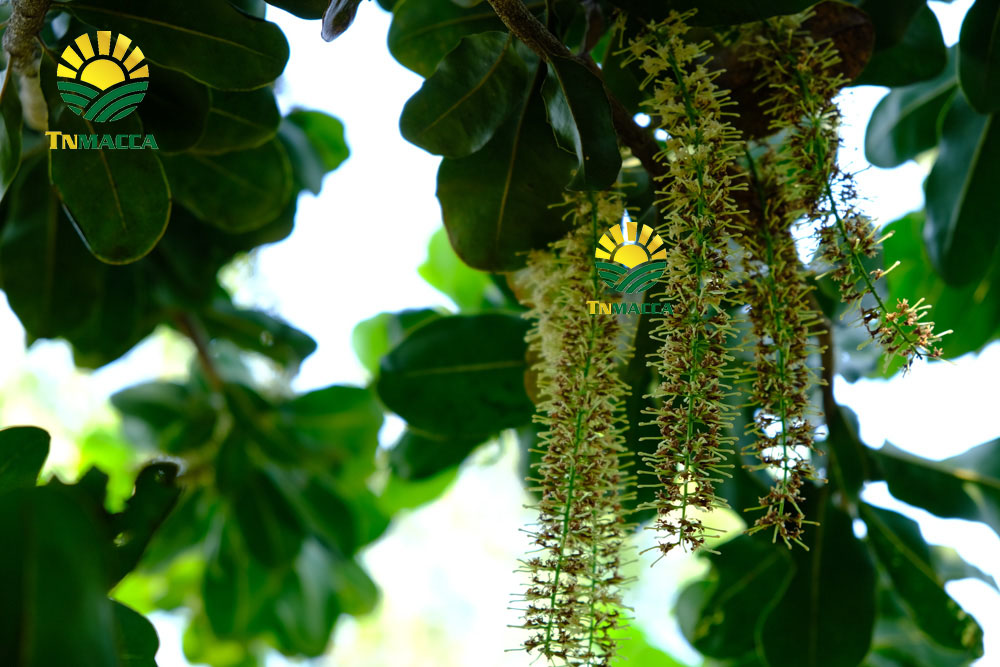 7.hat-macca-daklak-5-san-pham-hot-duoc-che-bien-tu-hat-macca-daklak