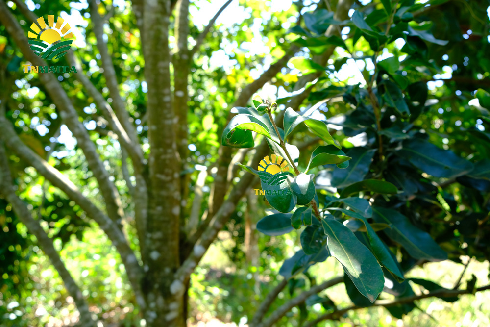 7.hat-macca-viet-nam-6-yeu-to-tao-nen-chat-luong-hat-mac-ca-viet