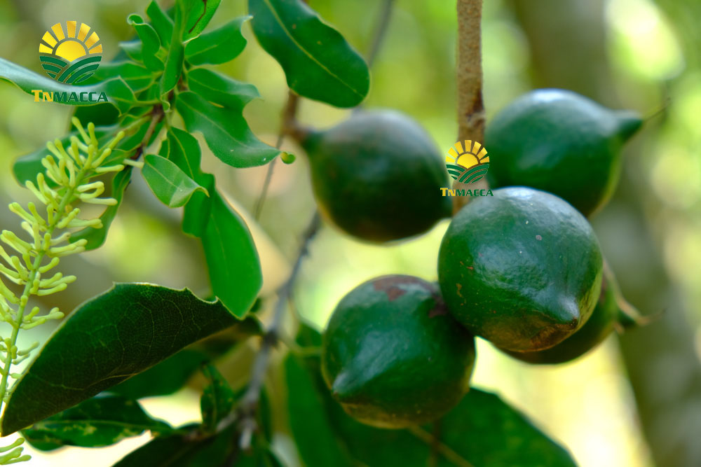 8.hat-macca-say-kho-da-tach-nut-vo-dac-lac-hay-da-lat-gia-re-hon