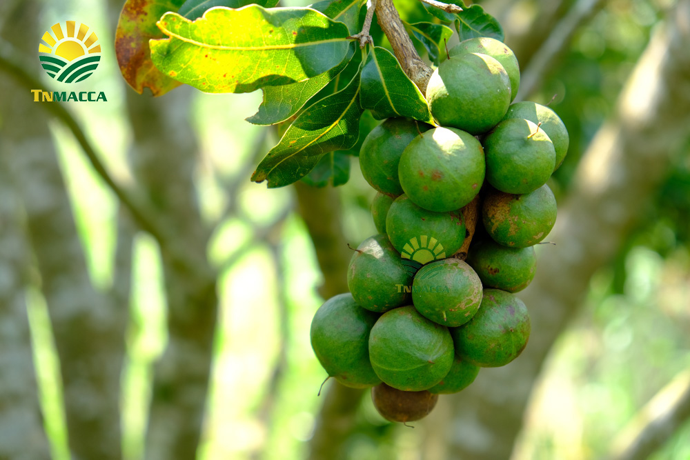 8.hat-macca-trung-quoc-5-cach-de-nhan-biet-macca-trung-quoc