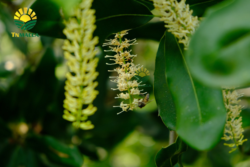 8.hat-macca-uc-mourad-s-500g-va-hat-macca-my-tach-vo-gia-bao-nhieu