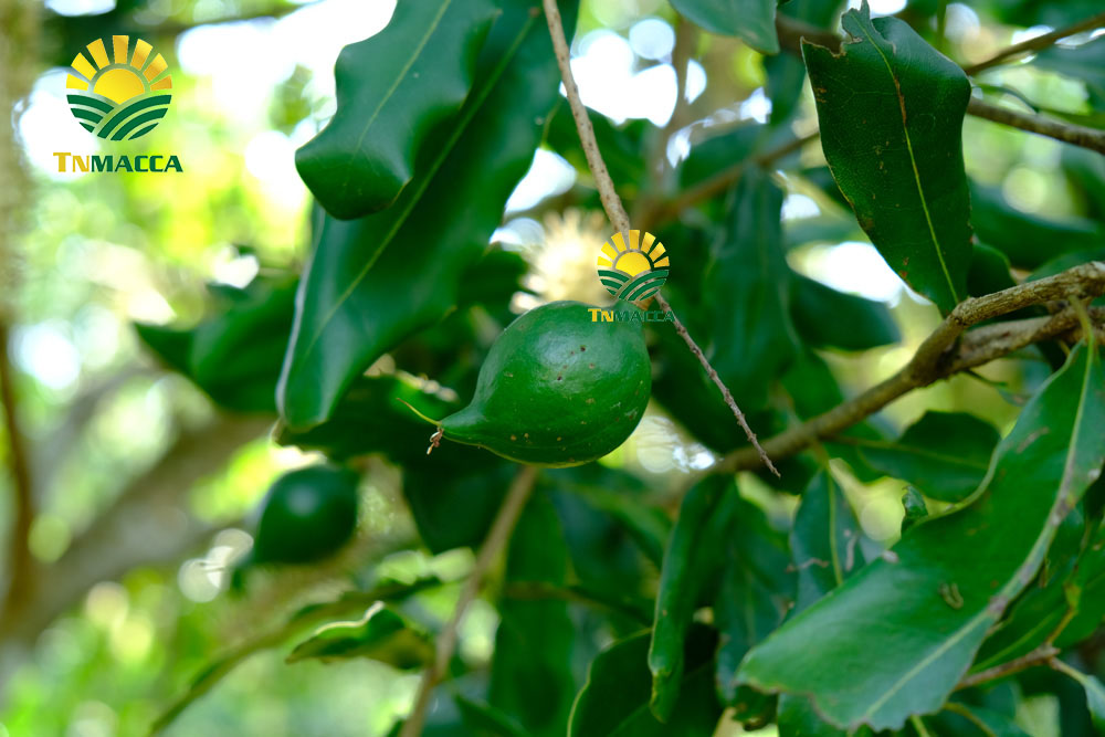 9.2-cach-che-bien-lam-tach-nut-san-vo-hat-macca-tuoi-da-boc-vo-xanh