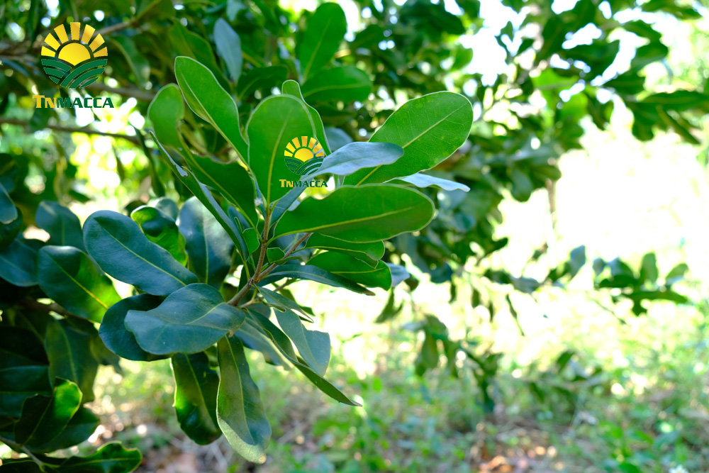 9.Cách SỬ DỤNG HẠT MACCA và ăn bao nhiêu , khi nào là đủ để GIẢM CÂN