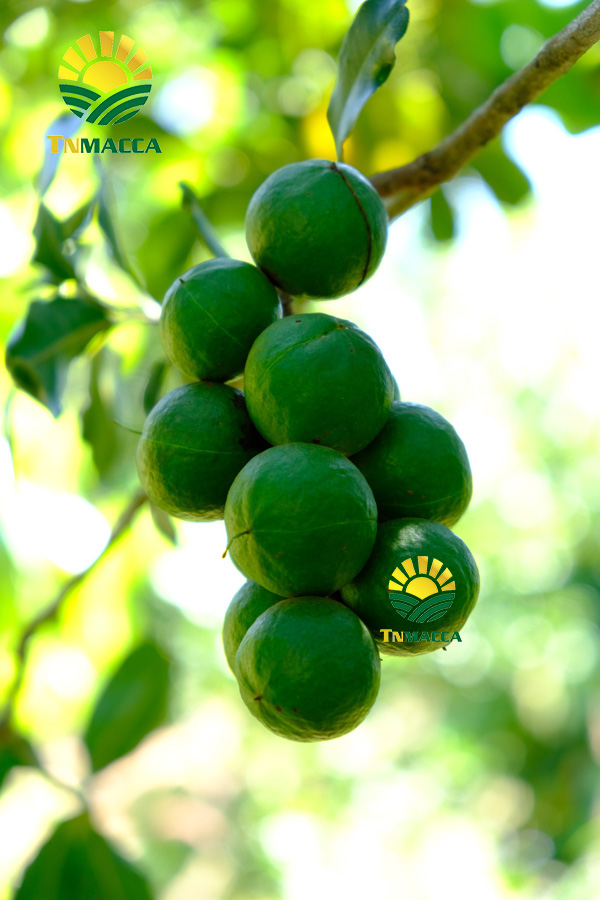 9.cach-rang-say-hat-macca-nguyen-vo-bang-chao-lo-nuong-va-lo-vi-song