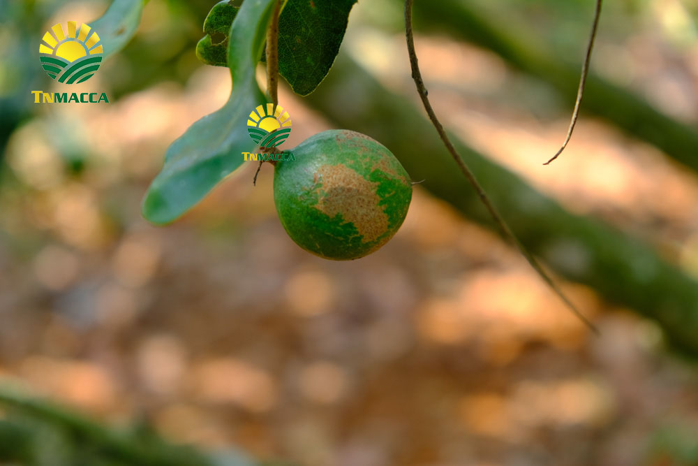 9.gia-hat-macca-4-cach-chon-san-pham-hat-macca-chat-luong-gia-tot