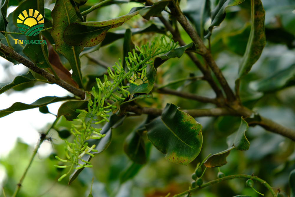 9.hat-macadamia-uc-nu-hoang-la-gi-va-co-tac-dung-gi-gia-bao-nhieu