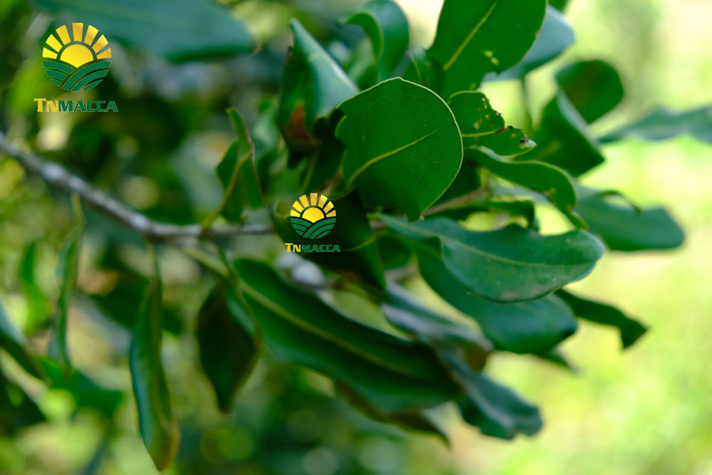 9.hat-macca-daklak-5-san-pham-hot-duoc-che-bien-tu-hat-macca-daklak