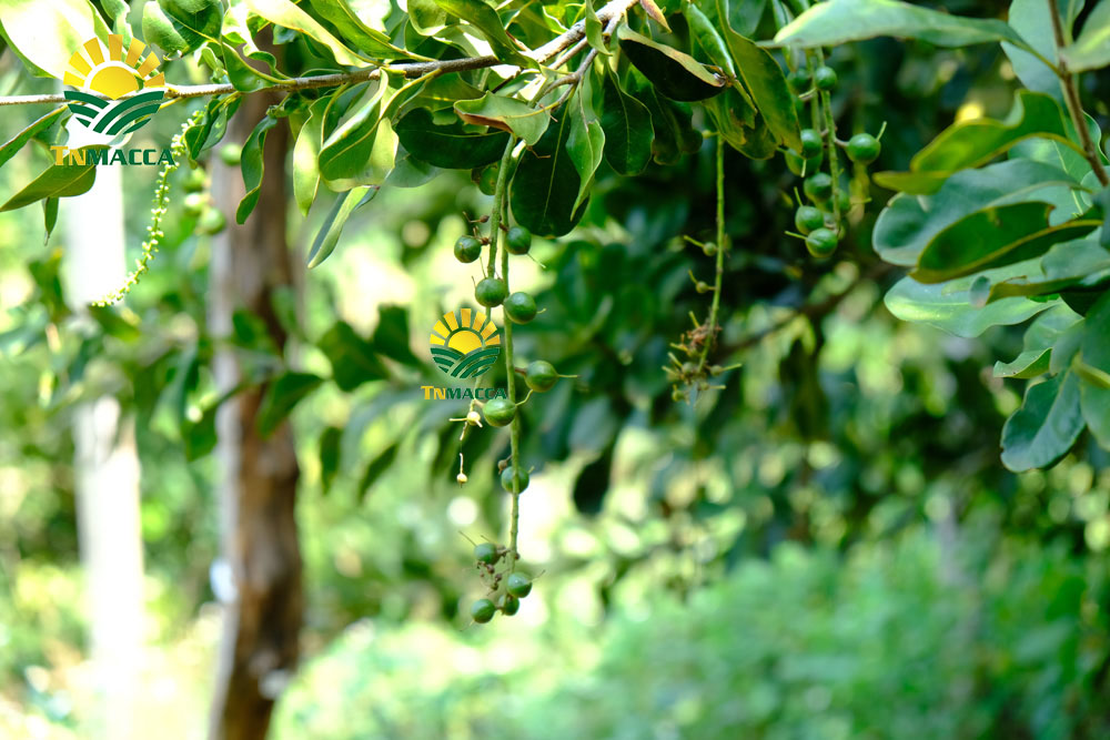 9.hat-macca-uc-dac-diem-uu-diem-va-han-che-cua-macca-uc