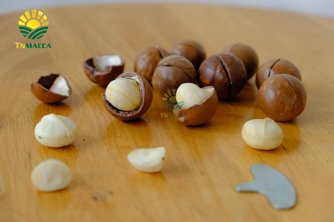 mua-hat-macca-o-dau-uy-tin-tai-ha-noi-voi-gia-si-va-chat-luong