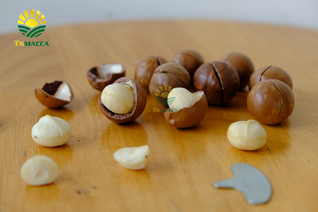 may-tach-hat-macca-la-gi-luu-y-chon-may-cat-xe-ranh-hat-macca--4298