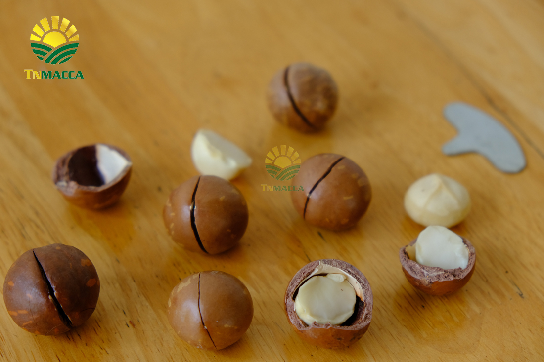 may-tach-hat-macca-la-gi-luu-y-chon-may-cat-xe-ranh-hat-macca--4298