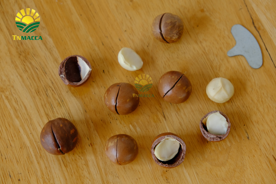 hat-macca-daklak-5-san-pham-hot-duoc-che-bien-tu-hat-macca-daklak-