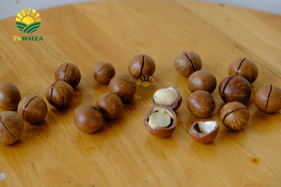 hat-maccadamia-3-vung-trong-hat-maccadamia-lon-tren-the-gioi