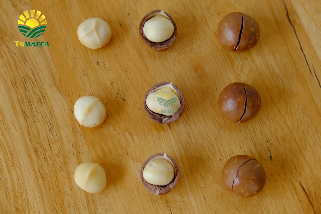 may-tach-hat-macca-la-gi-luu-y-chon-may-cat-xe-ranh-hat-macca--4298